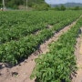 [유기농 감자] 맛있는 감자 , 친환경 감자 밭 가꾸기!!