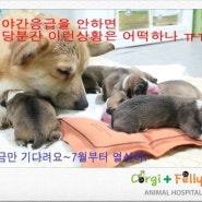 대전24시야간응급동물병원-잠시중단합니다(6월) 7월부터 다시 더 새롭게 열심히!