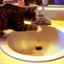 고양이왕국 - 고양이가 좋아하는 물은? 흐르는물? 자동급수기~!