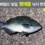 [동해] 경상도 울진 후포항에서 마주한 벵에돔 낚시 현장