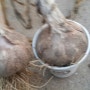 토착미생물발효 자연농업 마늘재배