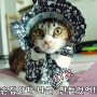 고양이 키우기 - 무식한 푸집사가 나를 ET로 만들었어!!!