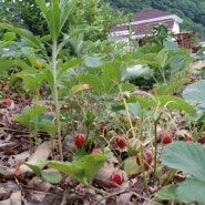 [김삿갓계곡]가향 딸기밭