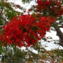 사이판 불꽃 (Flame tree)-재키의 사이판 자유여행 후기