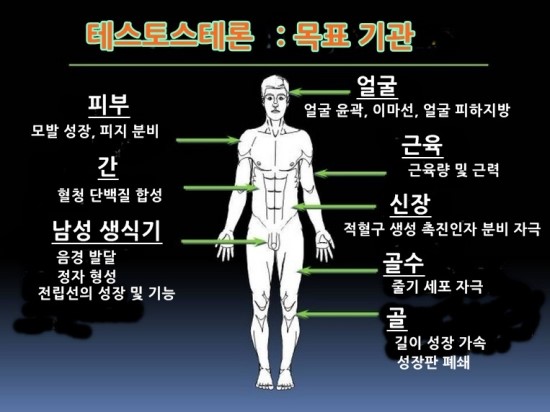 테스토스테론과 외모 (Testosterone & Body shape) : 네이버 블로그