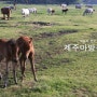 [제주도/제주]말들의 천국 "제주마방목지"