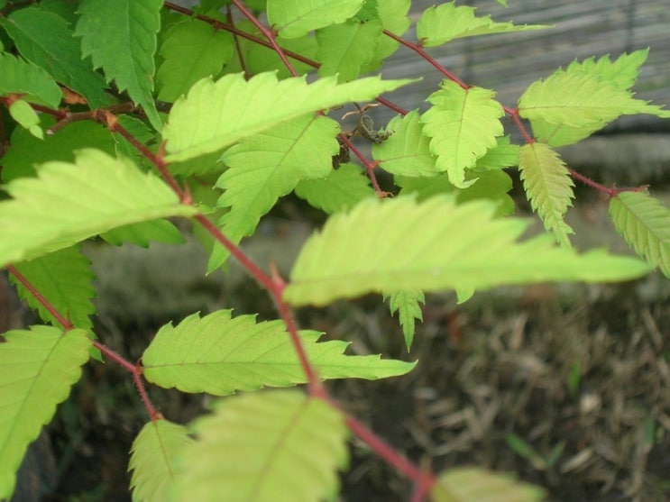 느티나무[ Sawleaf Zelkova / Elm-like Tree ], 규목(槻木), 느티나무와 느릅나무 소사나무의 비교 ...