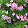 [제주도/서귀포]털진달래와 산철쭉의 산상 화원 "선작지왓"