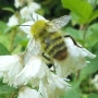 꿀벌이야기 - 아카시아 꿀은 이제 끝났다.