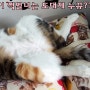 고양이 키우기 - 이 쩍벌녀는 도대체 누뀨??