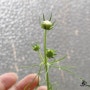 코스모스 키우기 : 씨앗 파종부터 ~ 꽃봉우리 생길때까지