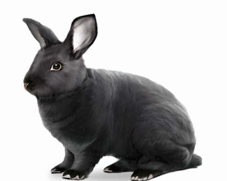 하바나[ Havana Rabbit ] - 토끼목 토끼과의 포유류. : 네이버 블로그