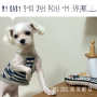 [강아지 귀청소] 프루너스 이어 크리닉패드(Feat.다이소 애완용 겸자가위)