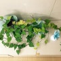 하트모양 고구마 잎이 활짝 피었습니다♡ 고구마 싹 키우기/ 셀프 인테리어, 고구마잎으로 집 꾸몄어요:)