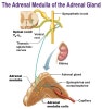 catecholamines adrenal medulla