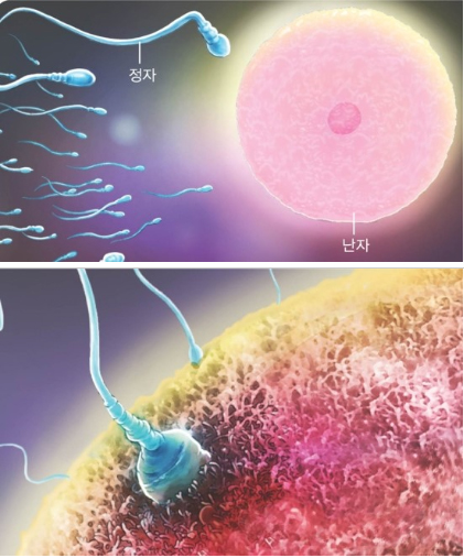 나의 임신가능기간은 언제? 가임기 임신가능성 체크해야 해요~! : 네이버 블로그
