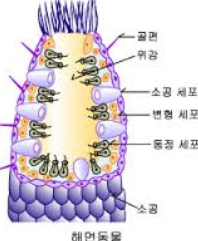 동물의 분류 (10개의 문) : 네이버 블로그