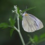 [흰나비과] 대만흰나비