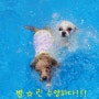 별린이 도그맥스에서 수영하고왔어요~☆ 린이의 첫수영!!
