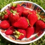 여름에 좋은 딸기 알고 먹어줍시다