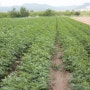 가뭄을 이겨낸 의성 감자 수확!!