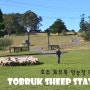[호주 토브룩 농장] 시드니 근교여행, 토브룩(TOBRUK) 양농장 데이투어 즐기기 !