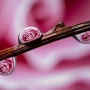 물방울 사진 : 아름다운 투영 포토