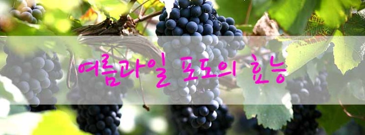 여름과일 포도 효능이 다양해요! : 네이버 블로그
