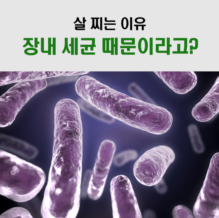 살 찌는 이유가 장내 세균 때문이라고? : 네이버 블로그