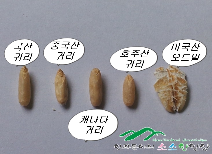 국산귀리 & 수입귀리 비교... : 네이버 블로그