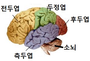 당신은 어떤 뇌를 자주 사용하나요? : 네이버 블로그