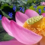 시흥 관곡지 연꽃축제