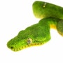 [Emerald Tree Boa] 에메랄드 트리 보아 정보 모음