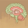 뇌에서 해마체를 제거하면 어떤 일이 일어나는가?