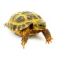 [Horsefield Tortoise] 호스필드 육지거북 정보