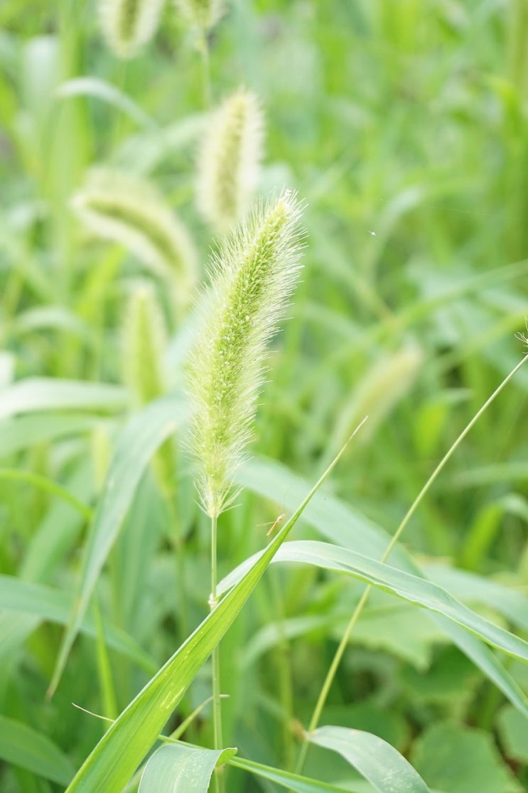 꽃이름 강아지풀 꽃말 동심 : 네이버 블로그, image size:743x1115