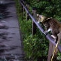 고양이 산책 :: 보라매공원 산책냥 뱅갈고양이 치타 나무타기까지 클리어!!