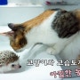 고양이와 고슴도치의 아찔한 동거!!