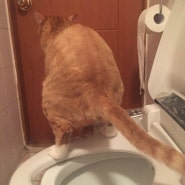 변기에 오줌싸는 고양이는 어묵이