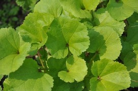 아욱이야기 : 네이버 블로그