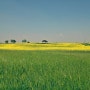 [고창여행]유채꽃과 어우러진 풍경이있는 여행 고창청보리밭