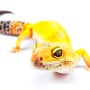 [Leopard gecko] 레오파드 게코 사육 정보