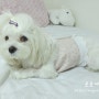 서울동부여성발전센터:: 반려견옷만들기 3번째 수업! - 강아지 홀터넥 만들기♪