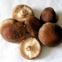 버섯 발생 표고버섯발생 효과 알아보기