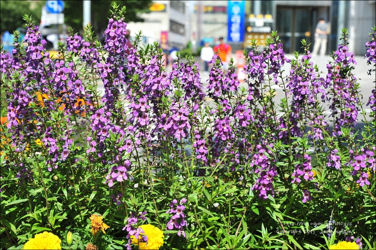 안젤로니아 안구스티폴리아 '세레니타 라스베리'[Angelonia angustifolia 'Serenita Raspberry ...