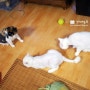 [나의 고양이들] 비비&조제&로떼