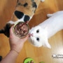 [나의 고양이들] 비비&로떼