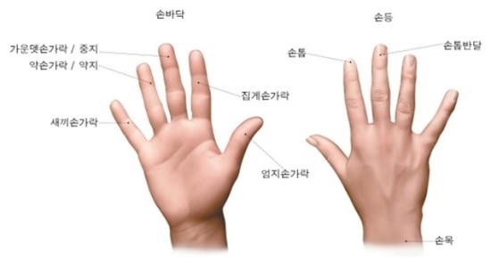 【오른손 검지와 약지 길이가 말해 주는 것은?】 : 네이버 블로그