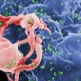 에이즈 바이러스(HIV)가 어떻게 인간 면역체계를 회피하는지 밝혀져