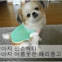 강아지 민소매티 : 호두 여름옷은 메리퐁고에서~